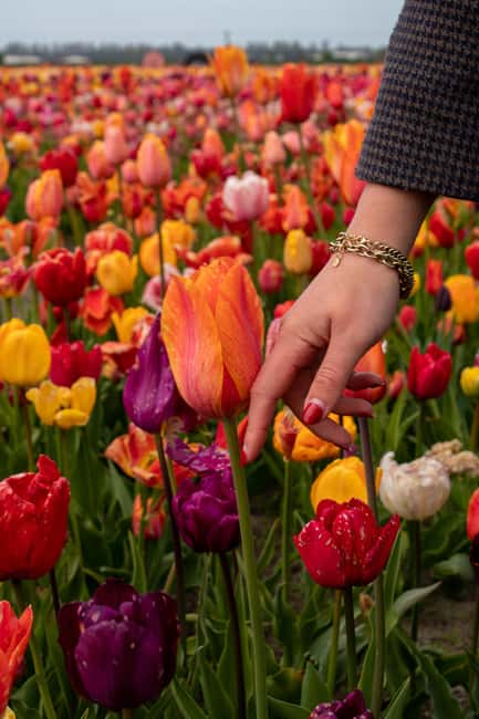 Hillegom: Tulip Barn Entry Ticket - Photo props that make the visit more playful