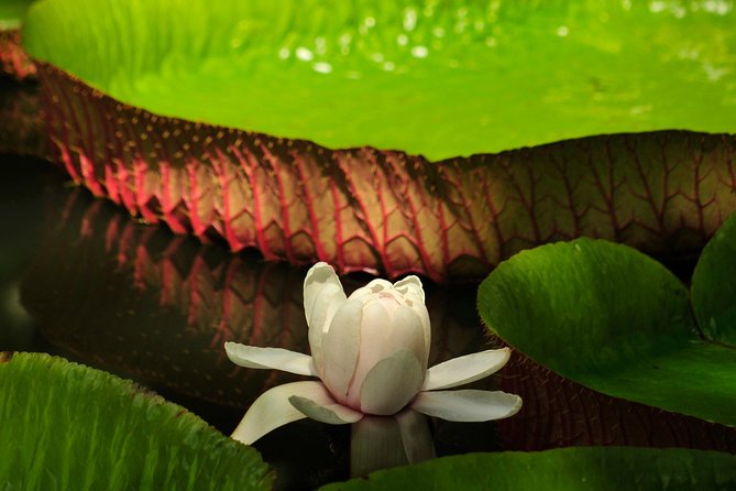 Historical Guided Day Tour : City - Sugar World - Botanical Garden - What the price includes, and what it does not