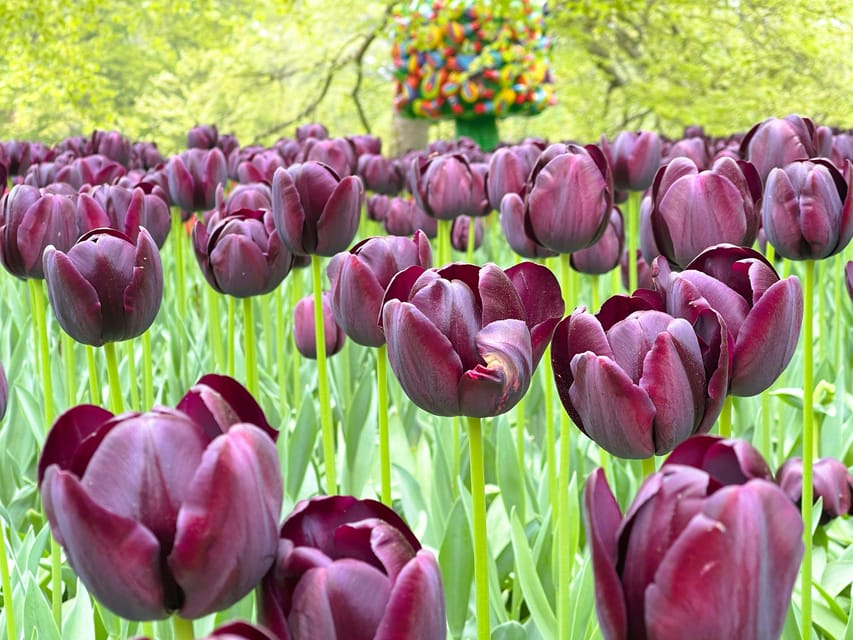 Holland: Tulips & Windmills – Private Tour by Car or Van - Lisse and the tulip-growing countryside