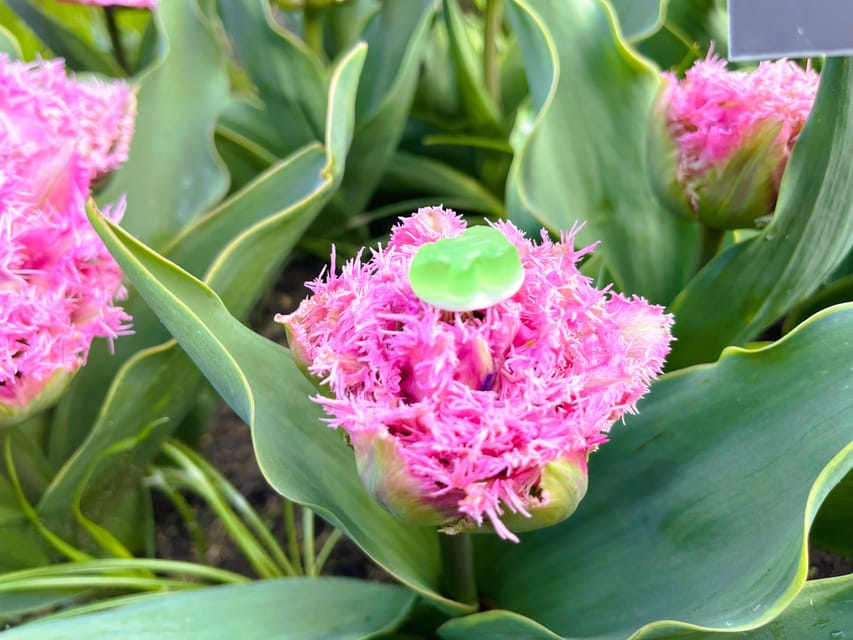 Holland: Tulips & Windmills – Private Tour by Car or Van - Walking through Zaanse Schans