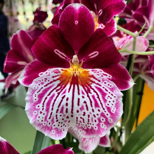 Holland: Tulips & Windmills – Private Tour by Car or Van - From Amsterdam to Keukenhof’s spring gardens