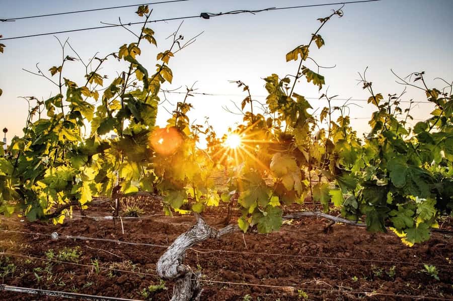 Hunter Valley: Wine Tour with 3 Tastings and Garden Lunch - Why the boutique winery format works