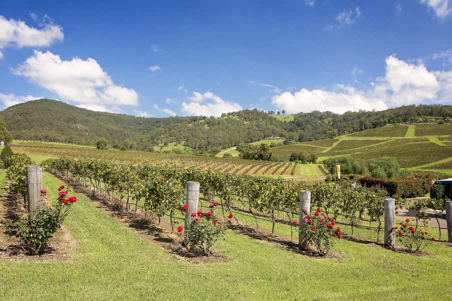 Hunter Valley: Wine Tour with 3 Tastings and Garden Lunch - The final cellar door and the trip home