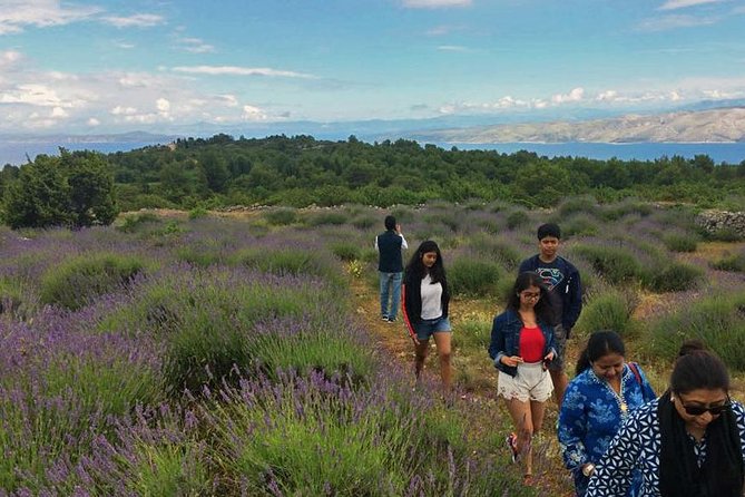 Hvar Lavender Tour - Why this Hvar walk is different from a lavender farm visit