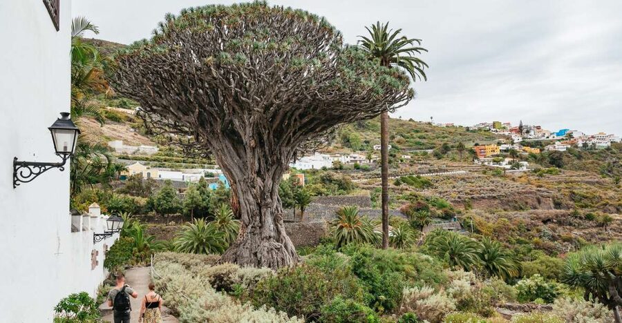 Icod de los Vinos: Dragon Tree & Botanical Garden Ticket - Why the Dragon Tree Matters in Icod de los Vinos