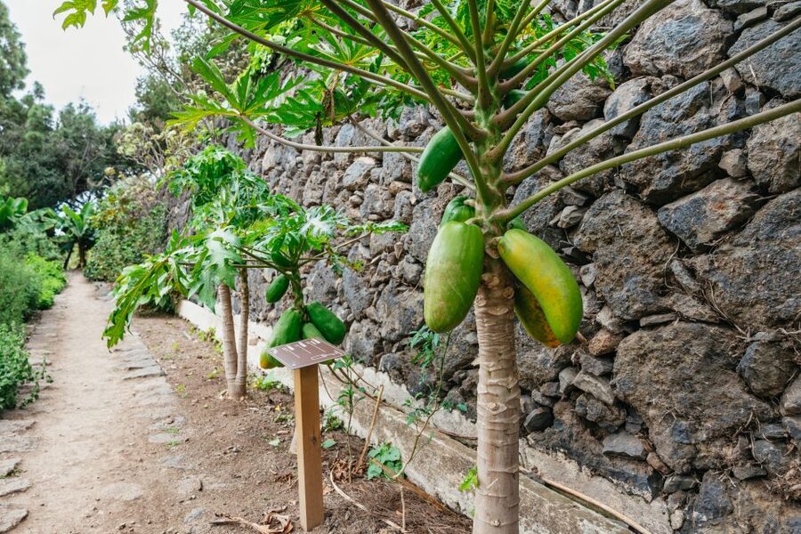 Icod de los Vinos: Dragon Tree & Botanical Garden Ticket - Starting at the Main Entrance