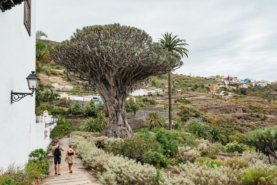 Icod de los Vinos: Dragon Tree & Botanical Garden Ticket - Walking Through the Three-Hectare Botanical Garden