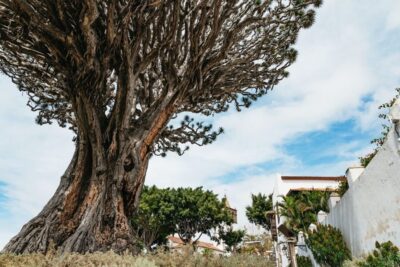 Dragon Tree & Botanical Garden Ticket
