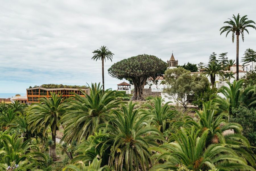 Icod de los Vinos: Dragon Tree & Botanical Garden Ticket - Laurel Forests and the Orchard