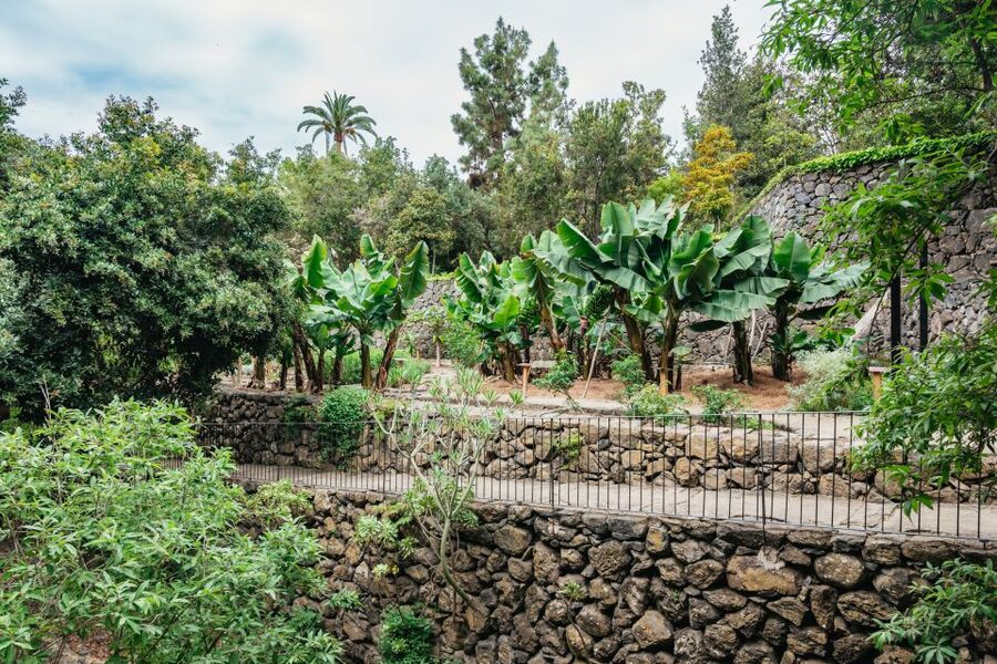 Icod de los Vinos: Dragon Tree & Botanical Garden Ticket - Is the $5 Ticket Good Value?