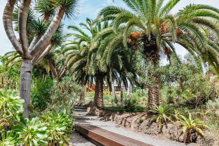 Icod de los Vinos: Dragon Tree & Botanical Garden Ticket - Who Will Enjoy This Visit Most?