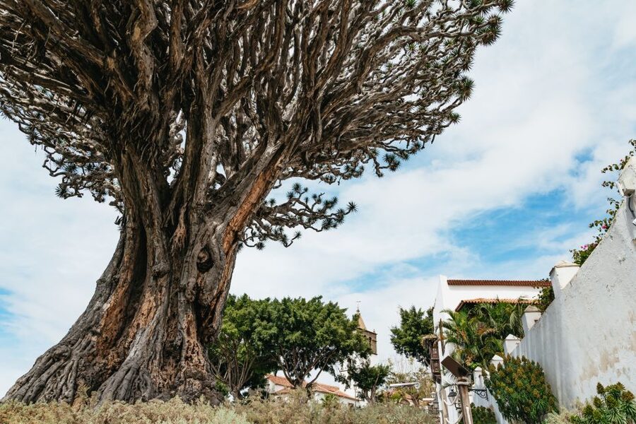 Icod de los Vinos: Dragon Tree & Botanical Garden Ticket - Seeing the Millennial Dragon Tree