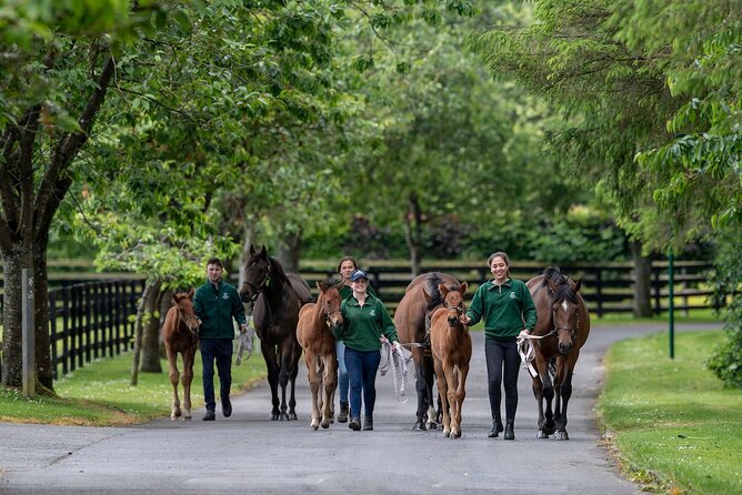 Irish National Stud & Gardens Skip the line Entrance - St Fiachra’s Garden adds a different mood