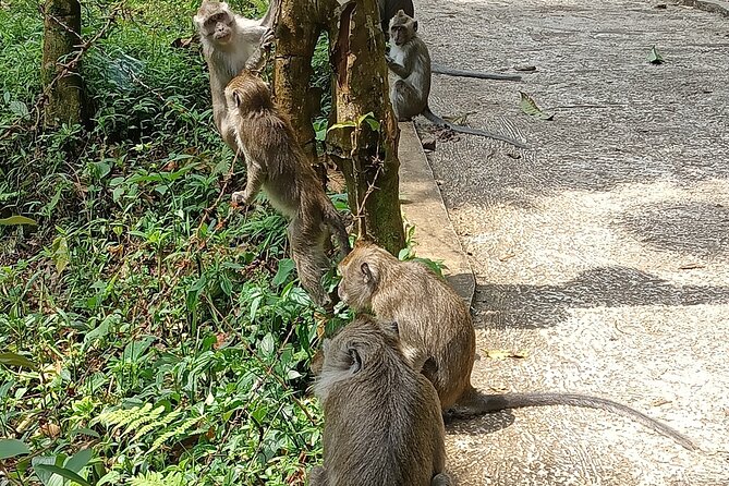 Jakarta Bogor Botanical Garden, Waterfall and Rice terrace, Lunch - Guides, drivers, and the private-tour advantage