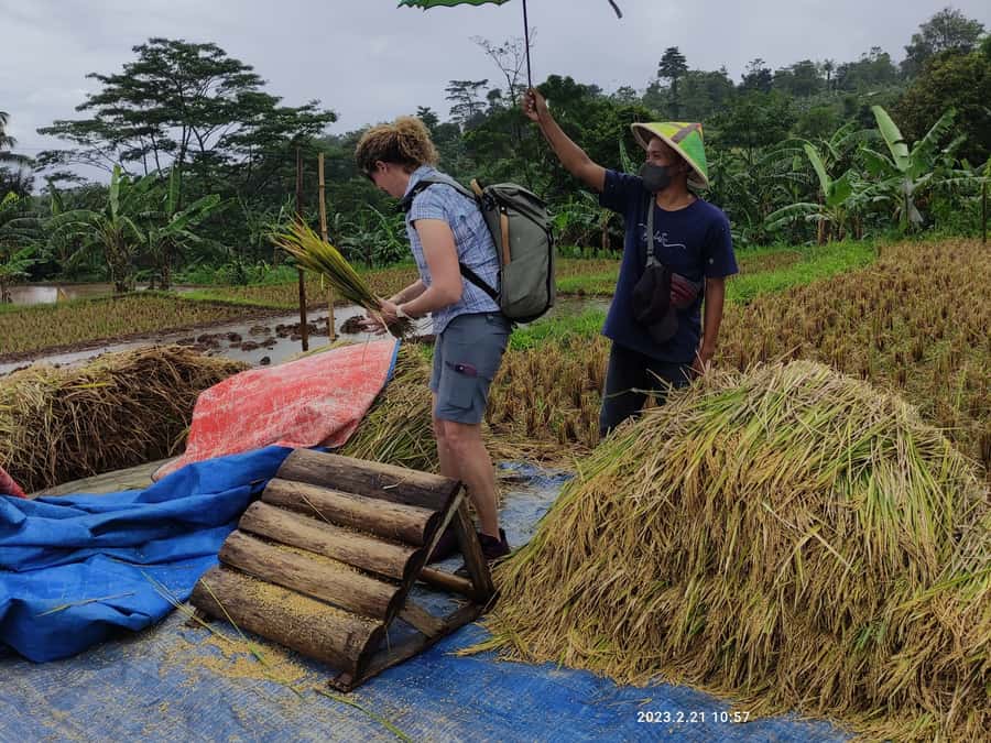 Jakarta : Botanical Garden, Waterfalls, and Rice Fields Tour - Watching wayang golek take shape