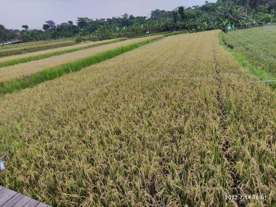 Jakarta : Botanical Garden, Waterfalls, and Rice Fields Tour - Who will enjoy this day most