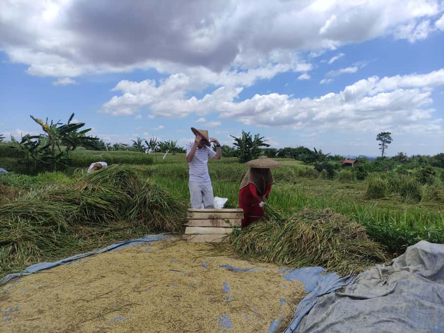 Jakarta : Botanical Garden, Waterfalls, and Rice Fields Tour - Should you book it?