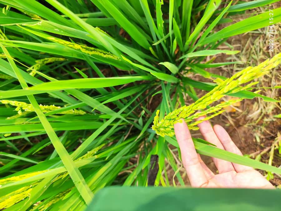 Jakarta : Botanical Garden, Waterfalls, and Rice Fields Tour - FAQ