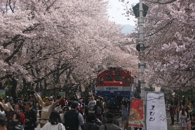 Jinhae Cherry Blossom Day trip from Busan - A Spring Adventure! - Key points to know before booking