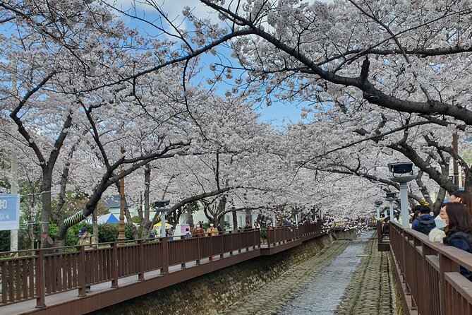 Jinhae Cherry Blossom Day trip from Busan - A Spring Adventure! - Why Jinhae makes a good spring day trip from Busan