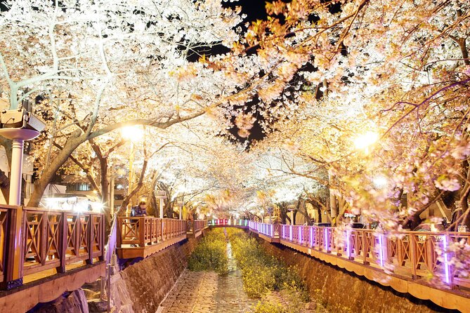 Jinhae Cherry Blossom Day trip from Busan - A Spring Adventure! - Who will enjoy this day trip most