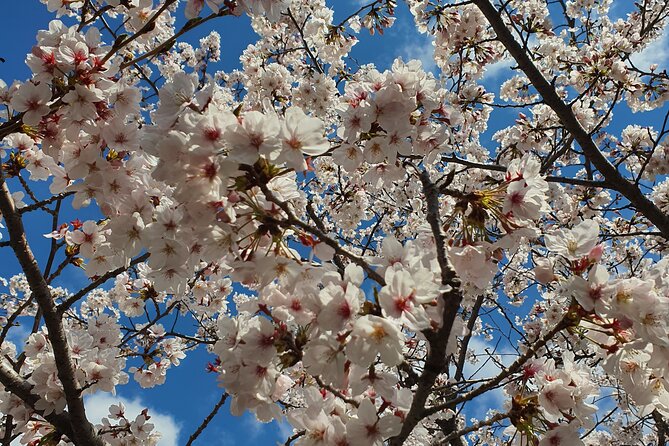 Jinhae Cherry Blossom Day trip from Busan - A Spring Adventure! - Two and a half hours around Jinhae Post Office