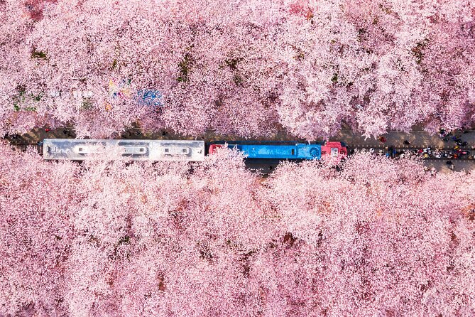 Jinhae Cherry Blossom Festival Gyeonghwa Stn Day Tour from Busan - Key points to know before you book