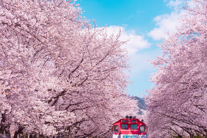 Jinhae Cherry Blossom Festival Gyeonghwa Stn Day Tour from Busan - The value of free time
