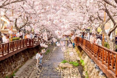 Jinhae Cherry Blossom Festival Gyeonghwa Stn Day Tour from Busan