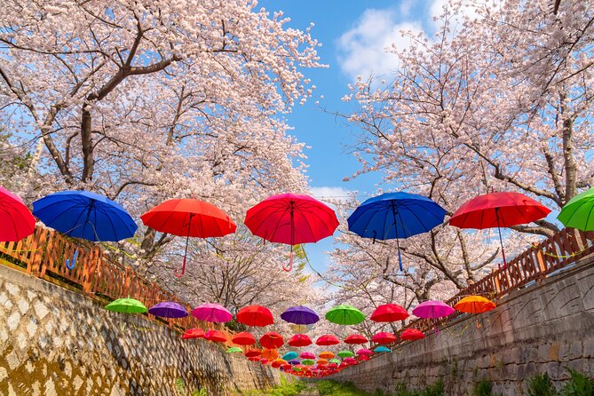 Jinhae Cherry Blossom Festival Gyeonghwa Stn Day Tour from Busan - Timing, crowds, and blossom conditions