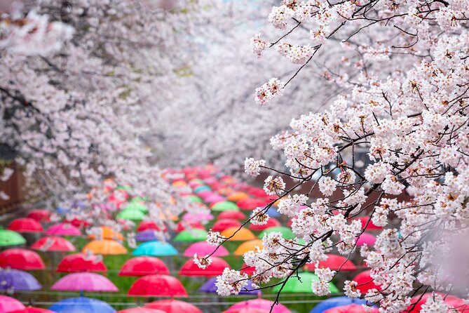 Jinhae Cherry Blossom Festival Gyeonghwa Stn Day Tour from Busan - Comfort, accessibility, and practical details