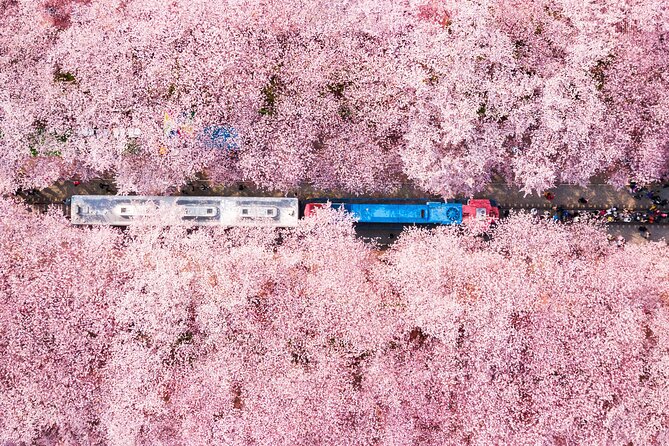 Jinhae Cherry Blossom Festival Gyeonghwa Stn Day Tour from Seoul - Why Jinhae is worth the long ride from Seoul