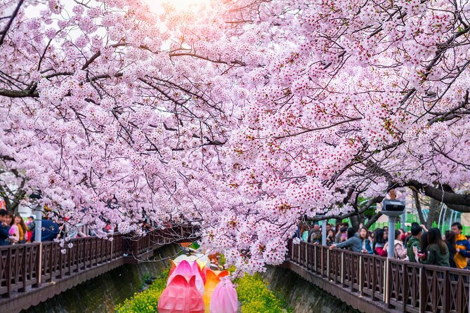 Jinhae Cherry Blossom Festival Gyeonghwa Stn Day Tour from Seoul - The real cost of a 16 to 17 hour day