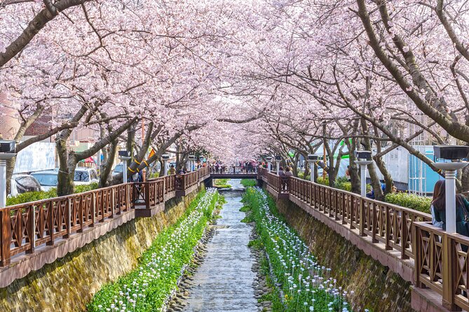 Jinhae Cherry Blossom Festival Gyeonghwa Stn Day Tour from Seoul - Early pickup, traffic, and the long return