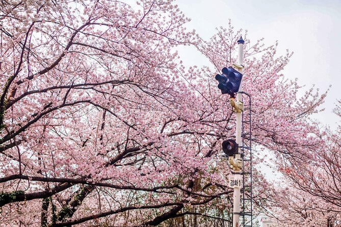 Jinhae Cherry Blossom Festival Gyeonghwa Stn Day Tour from Seoul - What the free time really gives you