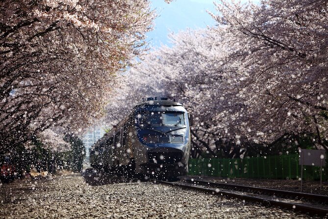 Jinhae Cherry Blossom Festival Gyeonghwa Stn Day Tour from Seoul - Who should book this Jinhae day trip