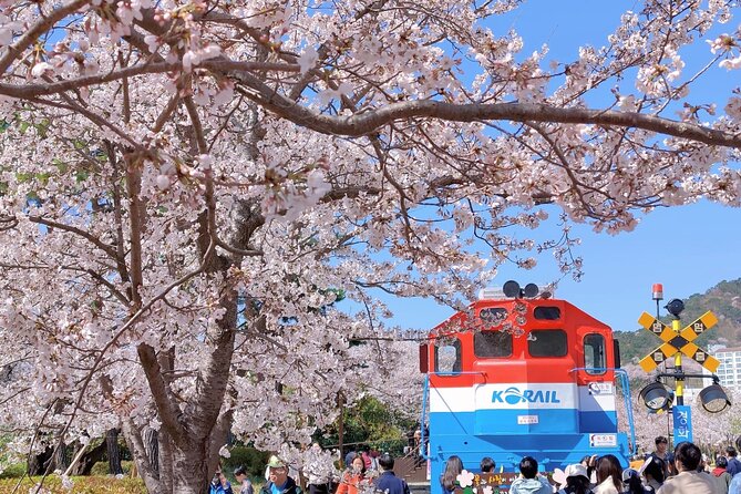 Jinhae Cherry Blossom Festival Gyeonghwa Stn Day Tour from Seoul - Booking advice and cancellation terms
