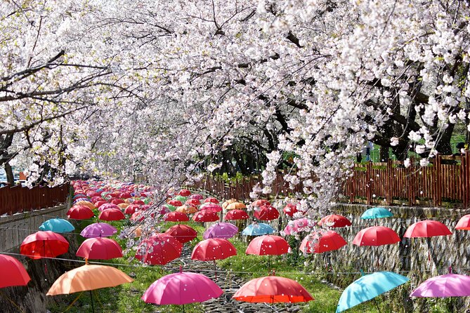 Jinhae Pink Cherry Blossom One Day Tour From Busan - Why Jinhae is worth a full day from Busan