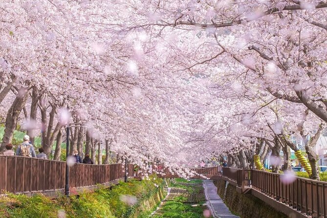 Jinhae Pink Cherry Blossom One Day Tour From Busan - Three hours beside Yeojwacheon Stream