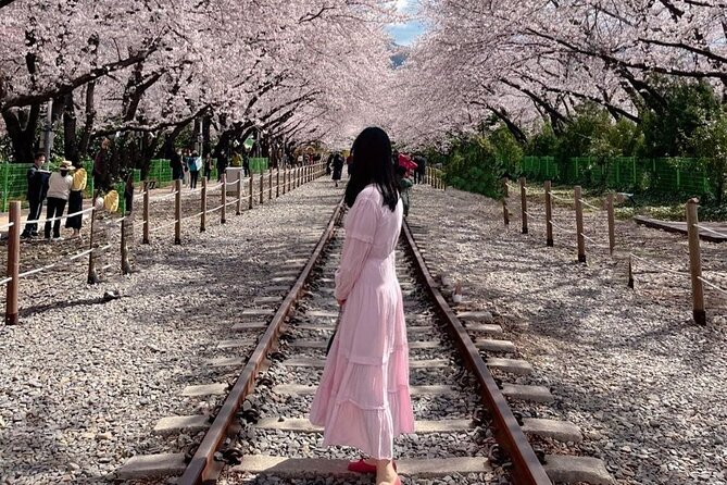 Jinhae Pink Cherry Blossom One Day Tour From Busan - What the $38.39 price really covers