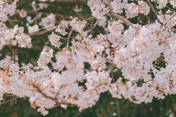 Jinhae Pink Cherry Blossom One Day Tour From Busan - A full-day bus outing, not a private tour