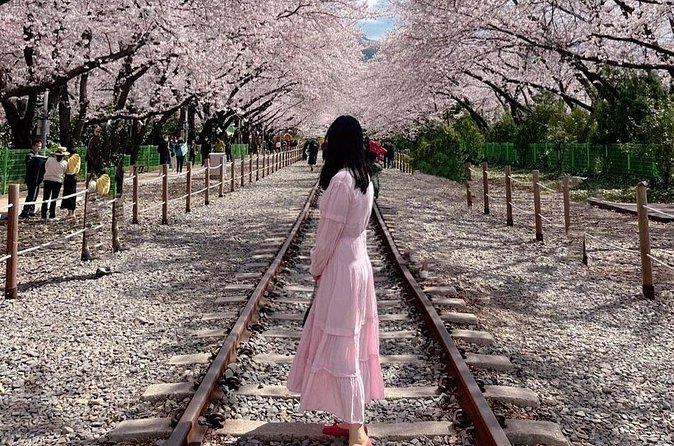 Jinhae Pink Cherry Blossom One Day Tour From Busan - Who will get the most from this outing