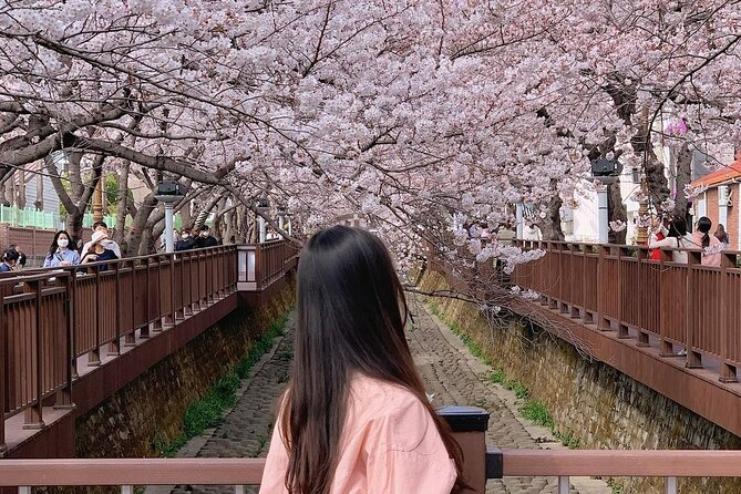 Jinhae Pink Cherry Blossom One Day Tour From Busan - Should you book the Jinhae cherry blossom tour?