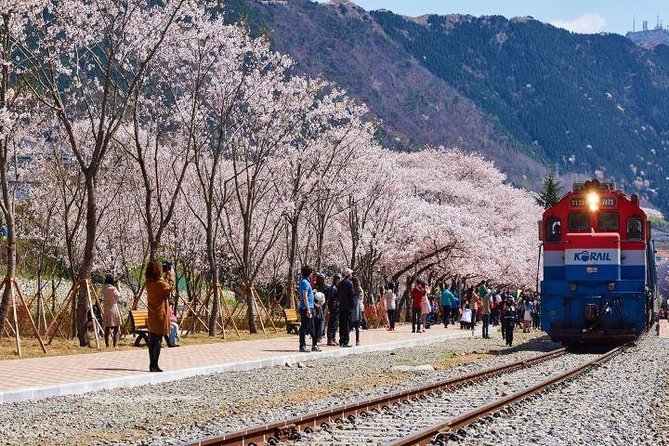 Jinhae's Cherry Blossoms Shuttle Bus depart from Seoul/Busan - Kyohe Train Station and the railway views