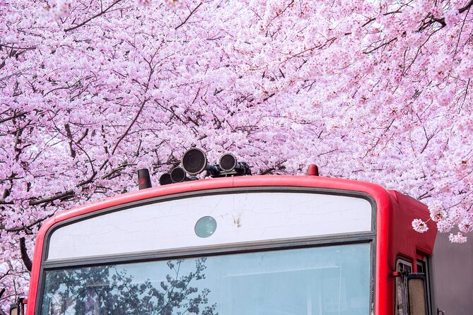 Jinhae's Cherry Blossoms Shuttle Bus depart from Seoul/Busan - What the guides add to the day