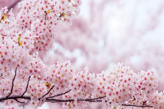 Jinhae's Cherry Blossoms Shuttle Bus depart from Seoul/Busan - Is six hours enough?