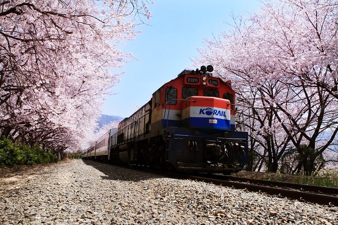 Jinhae's Cherry Blossoms Shuttle Bus depart from Seoul/Busan - The real issue: cherry blossom timing