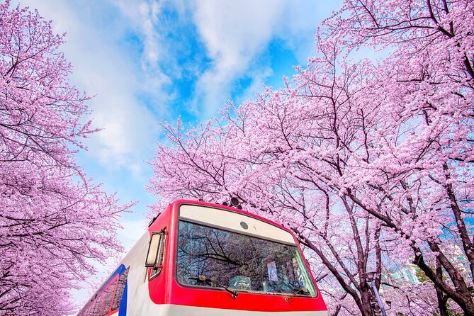 Jinhae's Cherry Blossoms Shuttle Bus depart from Seoul/Busan - The Gunhangje Festival area