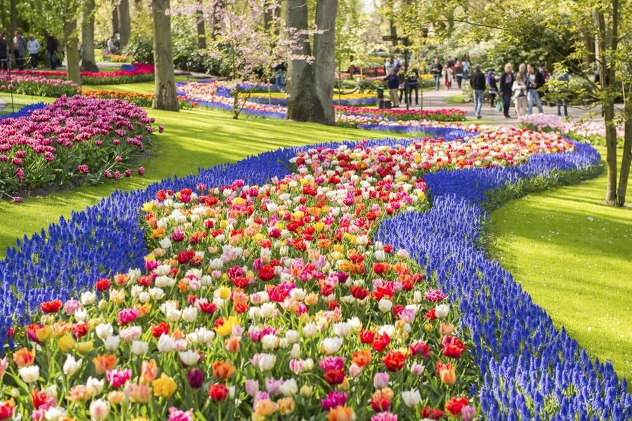 Keukenhof: Flower Fields Small-Group Cultural Bike Tour - Bloom timing can make or break the views
