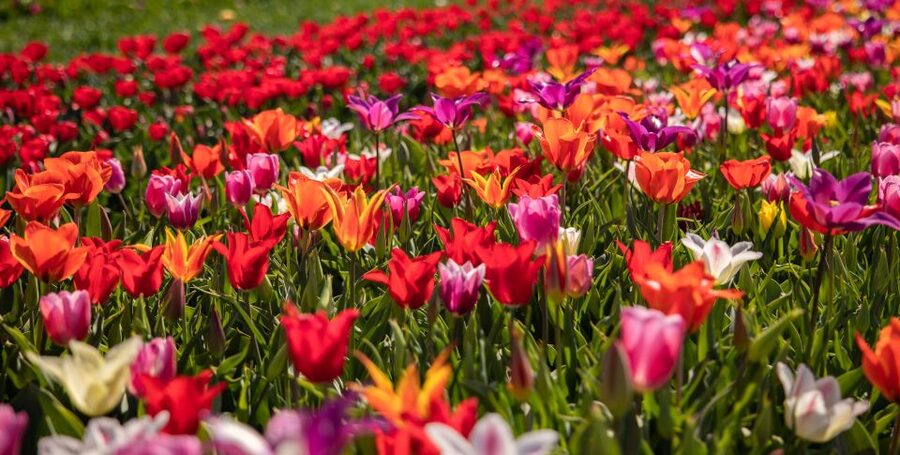 Keukenhof: Flower Fields Small-Group Cultural Bike Tour - What the route adds to a Keukenhof visit